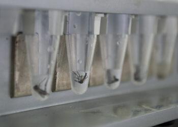 Estudio reveló que el Aedes es resistente a los insecticidas 9 2023