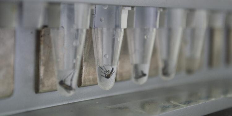 Estudio reveló que el Aedes es resistente a los insecticidas 1 2023