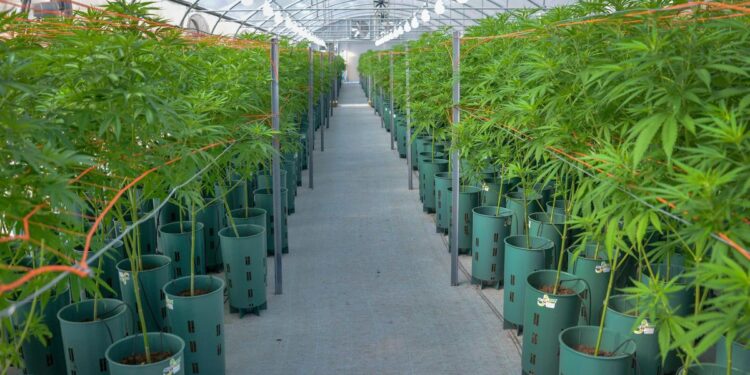 Aseguran que el cannabis medicinal y el cáñamo industrial "permitirán generar ventajas económicas al país" 1 2023