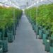 Aseguran que el cannabis medicinal y el cáñamo industrial "permitirán generar ventajas económicas al país" 3 2023