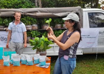 Plantines de banano de calidad genética para las chacras misioneras 13 2024