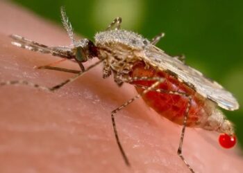 Descartan áreas afectadas por paludismo en la provincia 3 2024