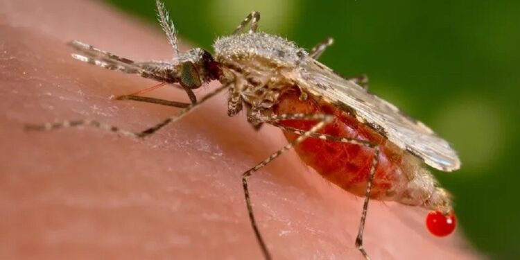 Descartan áreas afectadas por paludismo en la provincia 1 2023