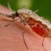 Descartan áreas afectadas por paludismo en la provincia 3 2023
