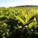 Desde el inicio de la zafra, se actualizó un 30% el precio del brote de té  3 2024