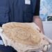 La Aduana frustró el contrabando a España de una colección de 6.400 fósiles 3 2023