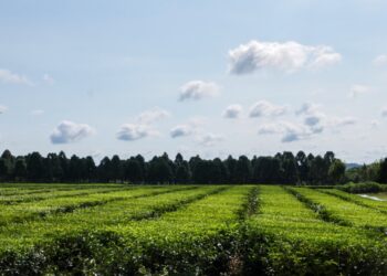 Actualizaron precio de la hoja verde del té y hubo un guiño sobre las retenciones 1 2024