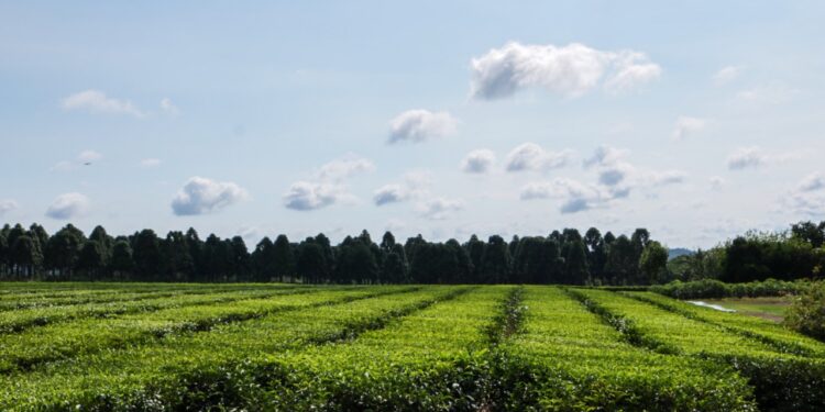 Actualizaron precio de la hoja verde del té y hubo un guiño sobre las retenciones 1 2024