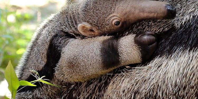 Nació un ejemplar de oso hormiguero gigante en el Parque Nacional Iberá 1 2024