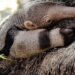 Nació un ejemplar de oso hormiguero gigante en el Parque Nacional Iberá 3 2024