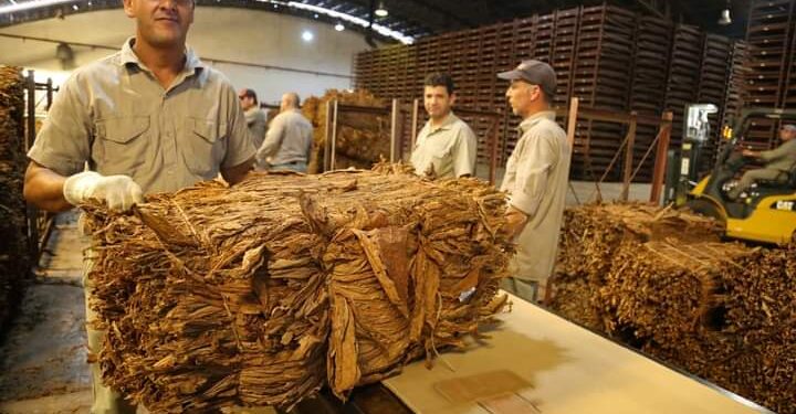 Acordaron incremento del kilo de tabaco para productores, que empezará a regir en marzo 1 2024