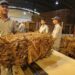 Acordaron incremento del kilo de tabaco para productores, que empezará a regir en marzo 3 2024