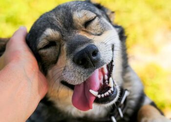 Un nuevo estudio confirma que la mayoría de los perros odia una de las muestras más usuales de afecto humano 7 2024