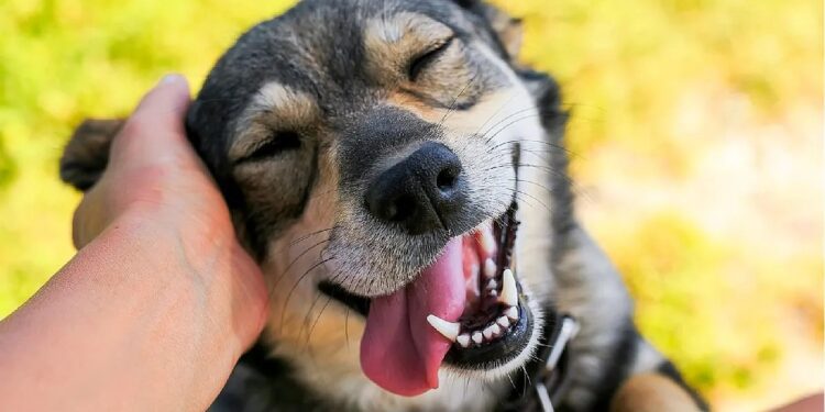 Un nuevo estudio confirma que la mayoría de los perros odia una de las muestras más usuales de afecto humano 1 2024